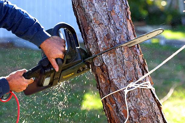 Best Tree Risk Assessment  in Fort Pierce North, FL